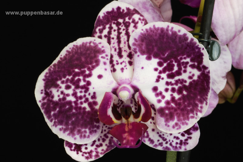 Orchideenbilder